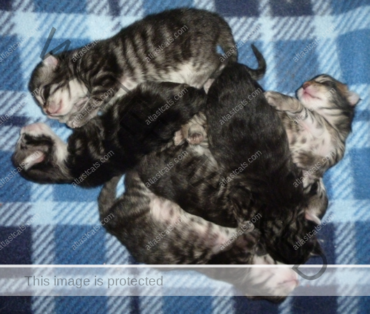 Kitten Cluster!