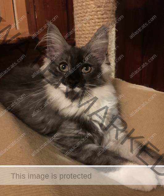 At Last Cats - Maine Coon Cats - Maine Coon Cat Breeder - Kittens In ...