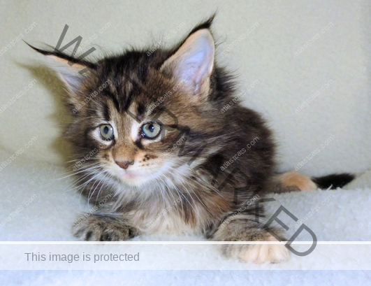 At Last Cats - Maine Coon Cats - Maine Coon Cat Breeder - Kittens In ...