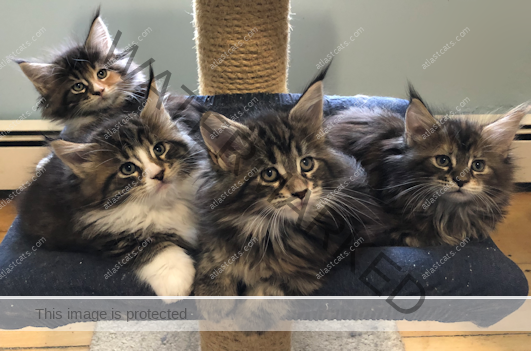 At Last Cats - Maine Coon Cats - Maine Coon Cat Breeder - Kittens In ...