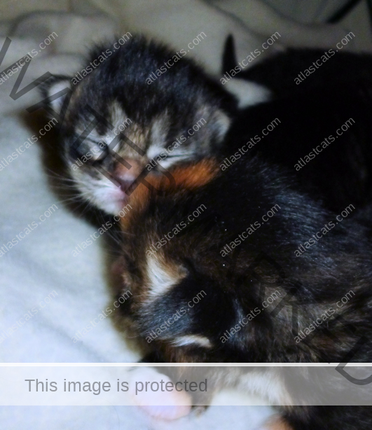 At Last Cats - Maine Coon Cats - Maine Coon Cat Breeder - Kittens In ...