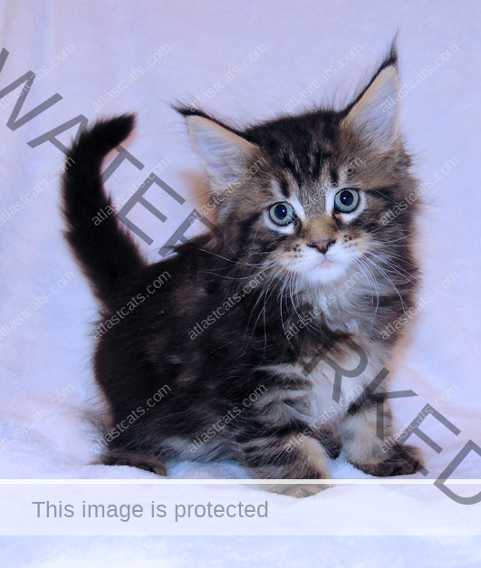 At Last Cats - Maine Coon Cats - Maine Coon Cat Breeder - Kittens In ...