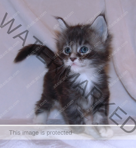 At Last Cats - Maine Coon Cats - Maine Coon Cat Breeder - Kittens In ...